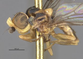 Media type: image;   Entomology 13361 Aspect: habitus lateral view